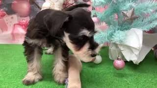 ミニチュアシュナウザーの動画01