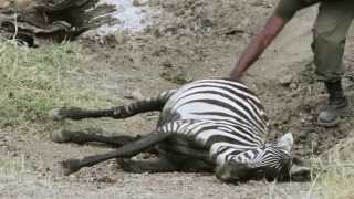 African safari. Failed zebra rescue. Serengeti National Park, Tanzania.