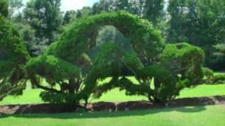 Pearl Fryar's Topiary