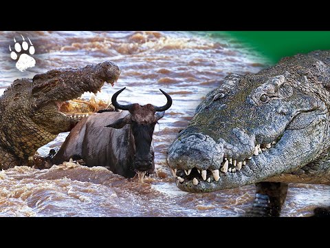 Le crocodile du Nil - Documentaire animalier - HD - AMP