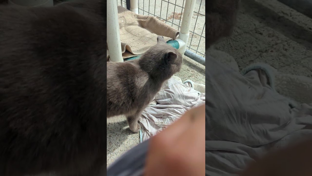 Sampson, an adopted Domestic Short Hair in Landenberg, PA video 2/2