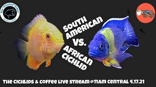 Which CICHLID is Best for YOU? [LET&#39;s COMPARE] - It&#39;s The Cichlids &amp; Coffee Live Stream!