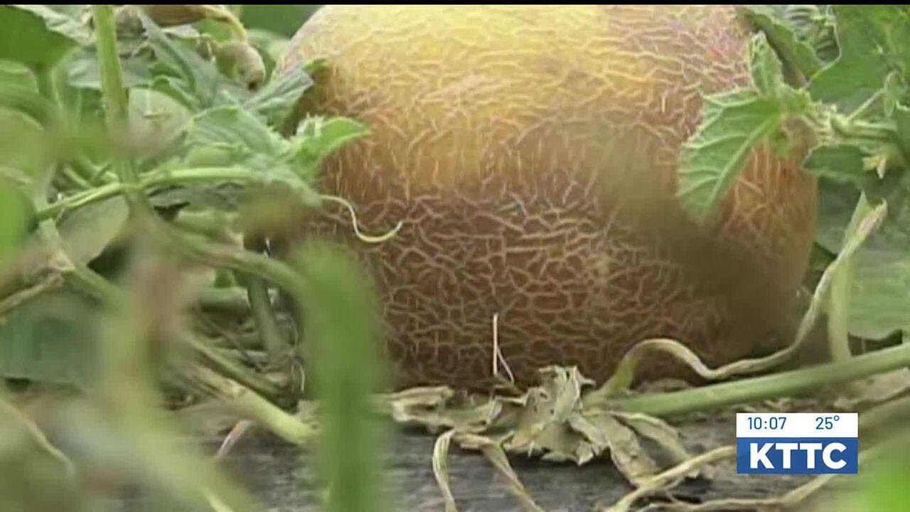Salmonella outbreak linked to cantaloupes resulting in deaths