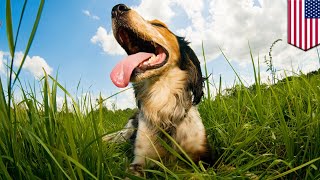 Bacterial infection from dog saliva leads to lost limbs - TomoNews