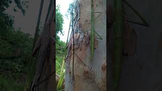 Download lagu Binatang aneh.. Seperti Ranting Kayu ternyata Bukannnnn....... binatang apa ini.??? ibu dan anak mp3