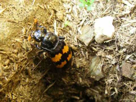 Nicrophorus sepultor