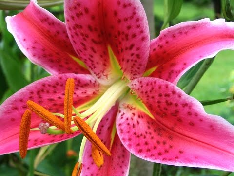 HAPPY SPRING SEASON WITH BLOOMING FLOWERS IN ...