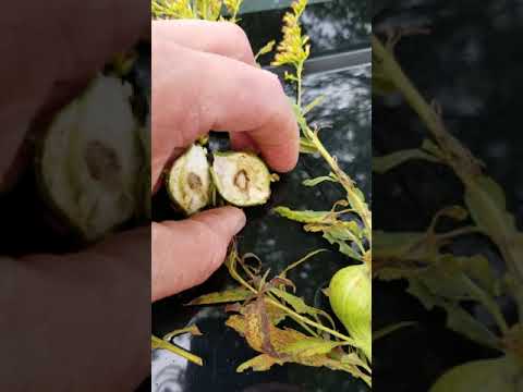 Goldenrod Gall fly gall