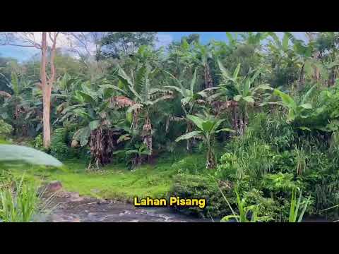 Explore Potensi Desa Bajuin