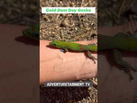 フェルスマ・ラティカウダ・ラティカウダ