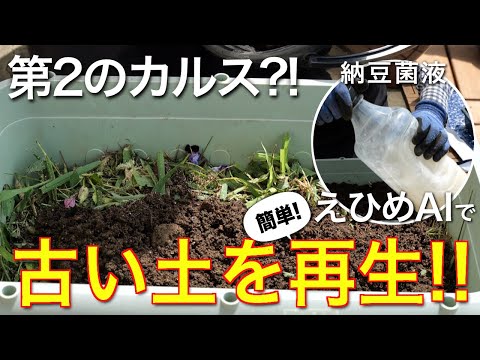 イラクサとトマトの植え付け: イラクサの葉を植え穴に入れるのはなぜですか?  庭園