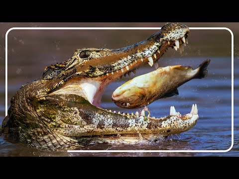 Caiman: The Deadly Hunters Of Guyana | Alligator Documentary | The Reptile Room