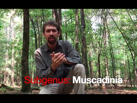 YouTube video about: What are muscadines?