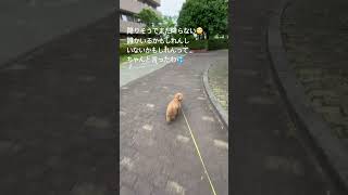 主人公　#superbeaver #犬のいる暮らし #お散歩 #トイプードル #dog