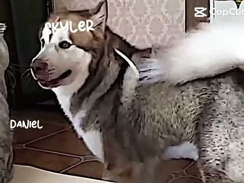 as a cat i slap skyler