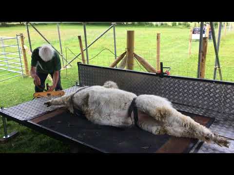Alpaca Shearing Day