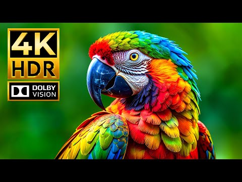Jaw-Dropping 4K HDR Wildlife | Immersive Animal World in Dolby Vision & 120 fps