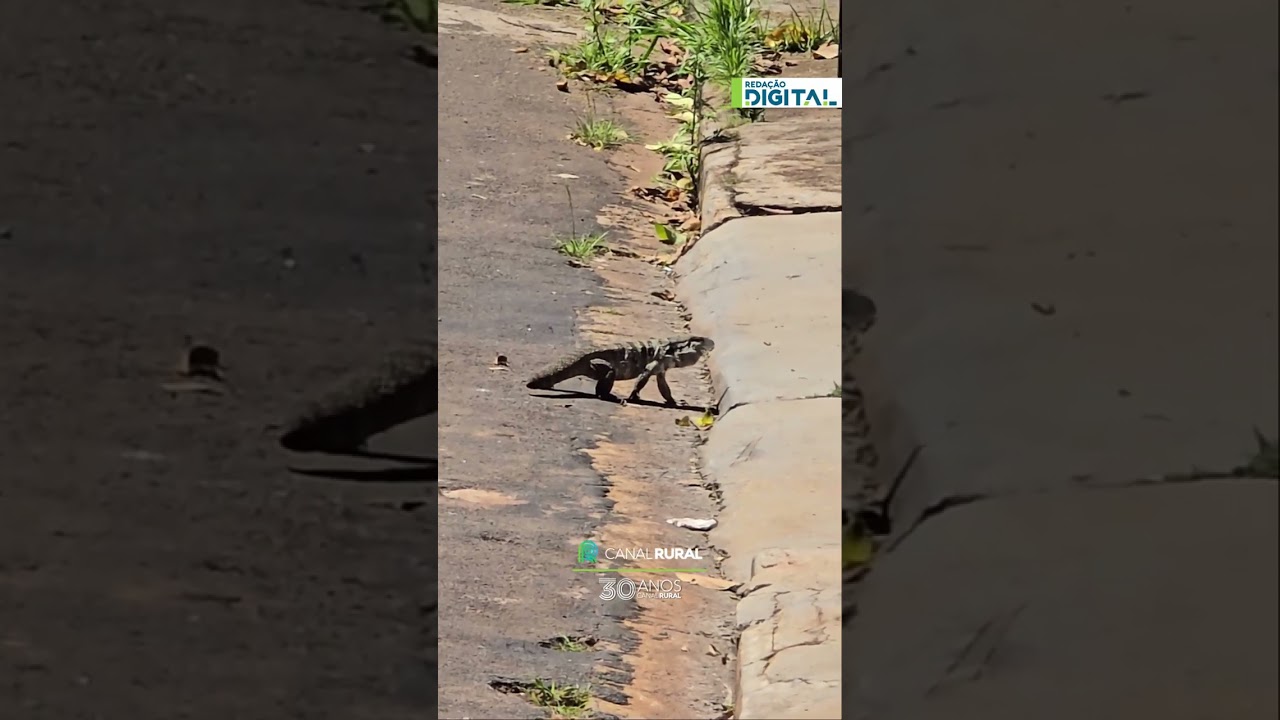 Teiú é flagrado atravessando rua em São Carlos