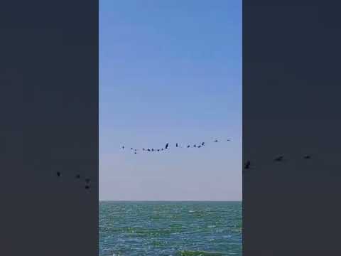 Miramar de ansenuza  Córdoba 2026 avistaje de Flamencos