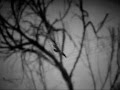 Patti Smith - Ravens