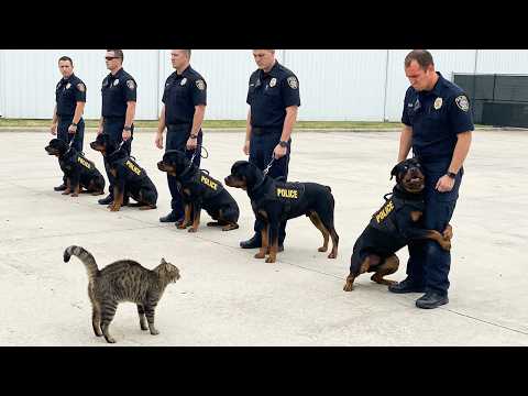 When Police Dogs Forget Their Job 🐕👮‍♀️