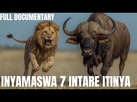 Dore INYAMASWA 7 INTARE ITINYA,the animals lions fear the most