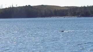 preview picture of video 'Rare Northern Bottlenose Whale, Spry Bay, Nova Scotia'