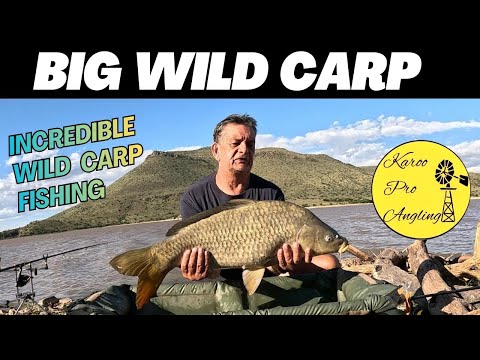 Big Wild Carp [Video 31]