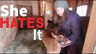 Training A Calf to a Halter and Lead