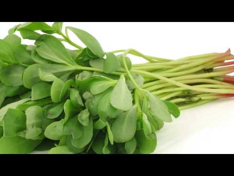 download lagu mp3 mp4 Purslane Extract Benefits, download lagu Purslane Extract Benefits gratis, unduh video klip Purslane Extract Benefits