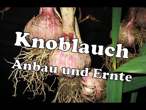 , title : 'Knoblauch erfolgreich in Deutschland und Österreich anbauen - Hilfreiche Tipps und Tricks'