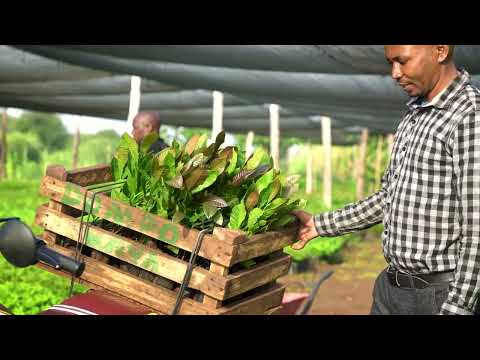 Greening Africa video thumbnail