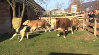 Yvonne im Glück auf Gut Aiderbichl Deggendorf