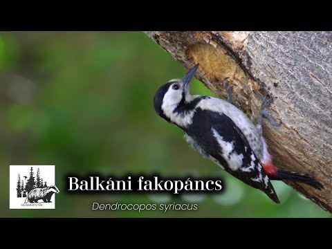 Balkáni fakopáncs