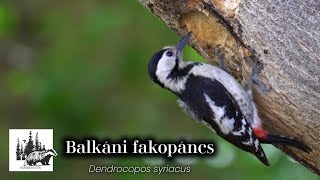 Balkáni fakopáncs bemutatása – fajismertető videó