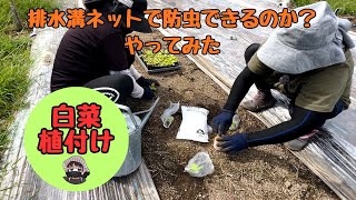 I planted Chinese cabbage for 70 days (Can I use drain netting to keep out insects? I tried it.) ...