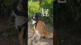 紳士な猫が屁こいた🐈💨　　#かわいい #cat #もんちゃん #猫のいる暮らし #ねこ #猫動画 #ネコ #cute #保護猫 #元野良猫 #猫の散歩 #賢い猫 #cutecat #オナラする猫