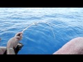 Рыбалка в Средиземном море. Шестижаберная акула - Big FISH. 