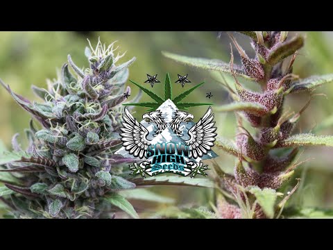 Snowhigh Seeds / Legendary Genetix : Smokebreak EP427