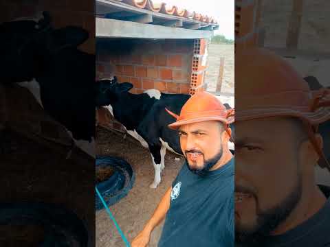 gervasinho da Bahia direito de Quijingue vaquirinho de uma vaca só agora