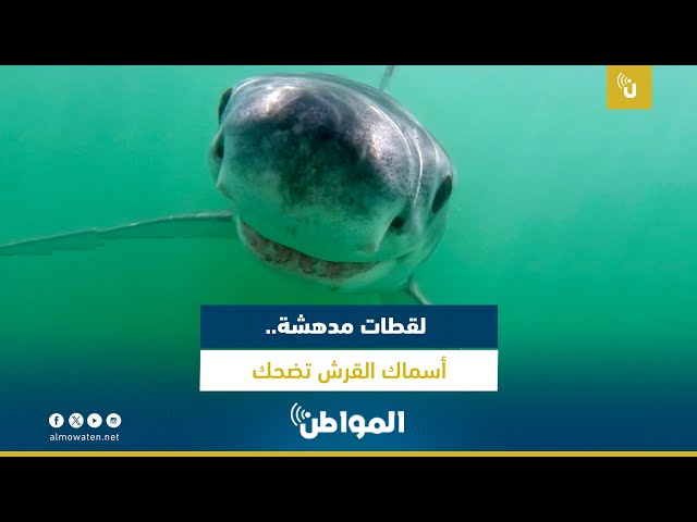 لقطات مدهشة.. أسماك القرش تضحك