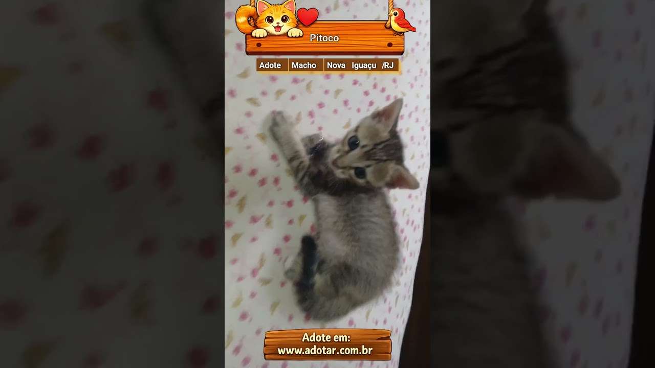 Gato raça SRD-ViraLata idade 2 a 6 meses nome Pitoco