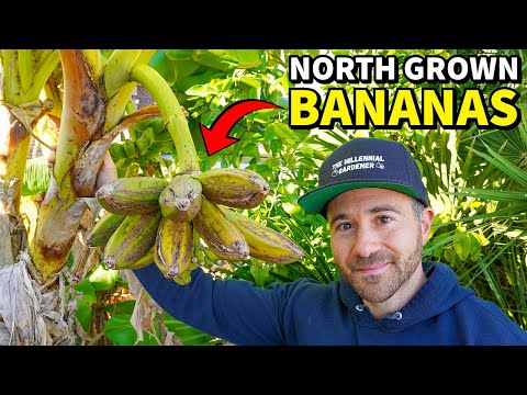 Jaw-Dropping Gardening Secrets For GROWING BANANAS In Cold Climates!