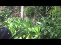 Detroit Zoo Royal Oak MI 08 08 2018 Part 6