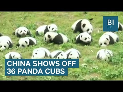 Zoológico chinês exibe 36 adoráveis ​​filhotes de panda gigante