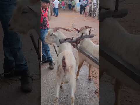 pareia manso garantido a venda região de Estrela de Alagoas.  AL