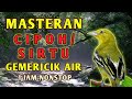 Masteran Suara Burung Sirtu Cipoh Gacor Durasi Panjang