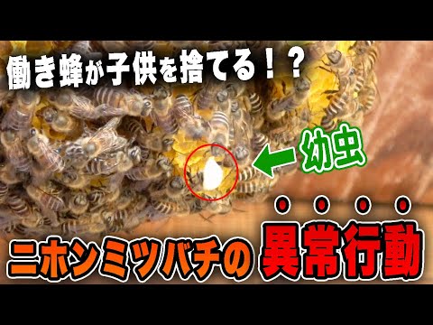 除草剤は間接的にミツバチに害を与えます