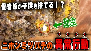 農薬被害？ニホンミツバチの児捨てが止まらない！