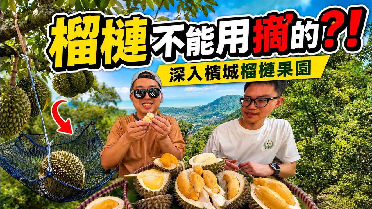 【移居大馬】台灣人第一次深入檳城榴槤果園！原來馬來西亞榴槤不能用摘的？！